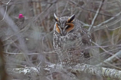 dorothy-dorothy_2_OpenGallery-DSC09528-Long-eared-Owl-Annas2