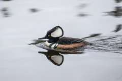 dorothy-dorothy_4_OpenGallery-DSC08918-Hooded-Merganser1