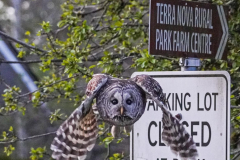 dorothy-dorothy_5_OpenGallery-DSC01848-Barred-Owl-flies-towards-me2