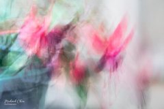 Michael-CHIN-Fuschias