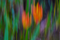 dorothy-dorothy_1_ICM-DSC04011-Tulips2