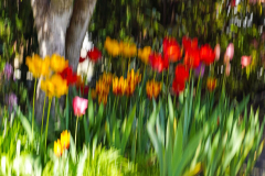 dorothy-dorothy_2_ICM-DSC04076-Tulips1