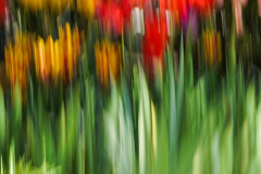 dorothy-dorothy_3_ICM-DSC04088-Tulips1