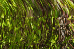 dorothy-dorothy_5_ICM-DSC04340-Trees-ICM1