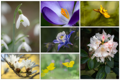 Michael-CHIN-Collage-flowers