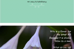 Avery Print from the Web, v5 Document