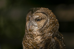 Chuck-Vaugeois-Captive-Blind-Nothern-Spotted-Owl