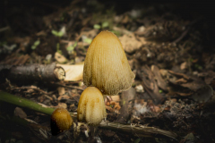 Chuck-Vaugeois-Fungi-Family