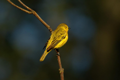 Chuck-Vaugeois-Iona-Yellow-Warbler