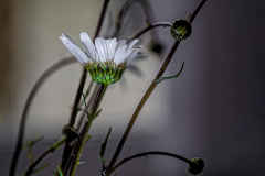Klaas-Klaas-open-gallery-2