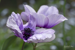 Michael-CHIN-06-Anemone