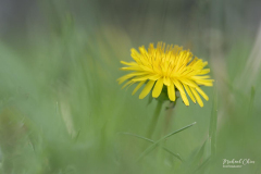 Michael-CHIN-06-Dandelion