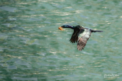 Michael-CHIN-06-Granville-Island-Cormorant-1