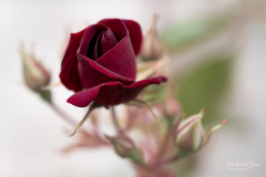 Michael-CHIN-06-Rose