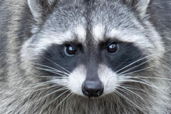 Paul-Rennie-Backyard-visitor