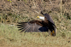 Paul-Rennie-Eagle-taking-off