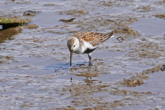 dorothy-dorothy_1_Open-Gallery-DSC05216-Breeding-Adult-Male-Dunlin1