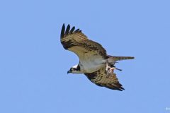 dorothy-dorothy_2_Open-Gallery-DSC05572-Ospreys-catch1