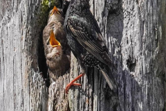 dorothy-dorothy_3_Openb-Gallery-DSC08652-Baby-Starlings1