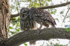 dorothy-dorothy_4_Open-Gallery-DSC09080-Barred-Owls1