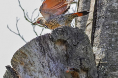 dorothy-dorothy_5_Open-Gallety-DSC00261-Northern-Flickers1
