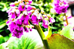 kirby-wang-20240322_150512Floral3-mpc