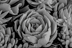Klaas-Focker-Klaas-Secret-garden-1