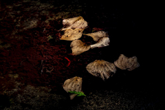 Klaas-Focker-Klaas-Secret-garden-5