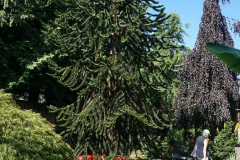 dorothy-2_SecretGarden-DSC00500-Monkey-Puzzle-Tree-in-Secret-Garden1