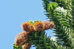 dorothy-5_SecretGarden-DSC00561-Monkey-Puzzle-tree-cones1
