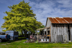 Chuck-Vaugeois-Steves-Farm-2024-1200px-72ppi-5