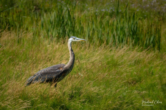 Michael-CHIN-Blue-heron-WD