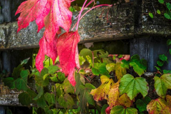 Michael-CHIN-Red-leaves