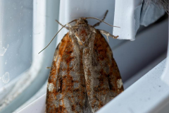 Paul-Rennie-1.-Archips-moth