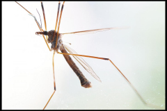 Paul-Rennie-2.-Crane-fly