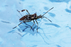 Paul-Rennie-3.-Western-conifer-seed-bug-