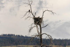 Paul-Rennie-4.-Eagles-nest