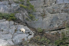 Paul-Rennie-5.-Mountain-goat