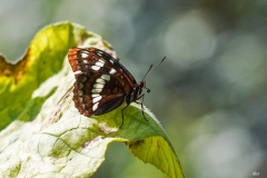 dorothy-1_OpenGallery-DSC07545-Lorquins-Admiral-Butterfly1