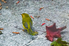 dorothy-2_OpenGallery-DSC07456-Fem-Wilsons-Warbler2