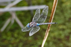 dorothy-3_OpenGallery-DSC07856-Blue-eyed-Darner1