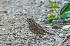 dorothy-4_OpenGallery-DSC07791-Lincoln-Sparrow1