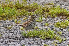 dorothy-5_OpenGallery-DSC08493-Savannahs-Sparrow2
