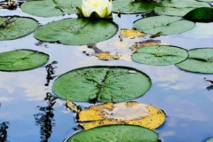 kirby-wang-20240721_110821FloralGrnIsLotus1-mpc