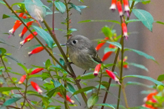 Dorothy-Singleton-dorothy_1_OpenGallery-DSC00831-Ruby-crowned-Kinglet3