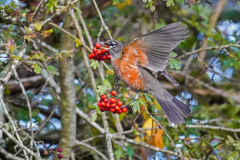 Dorothy-Singleton-dorothy_2_OpenGallery-DSC09563-Adult-Fem.-Robin1