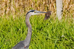 Dorothy-Singleton-dorothy_3_OpenGallery-DSC09640-Great-Blue-Heron-Sparrow1