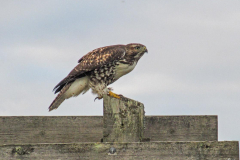Dorothy-Singleton-dorothy_4_OpenGallery-IMG_7693-Juvie-Red-tailed-Hawk1