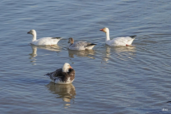 Dorothy-Singleton-dorothy_5_OpenGallery-DSC00653-Blue-Morph-Snow-Goose1