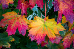 Michael-CHIN-2024-11-Fall-colours-1